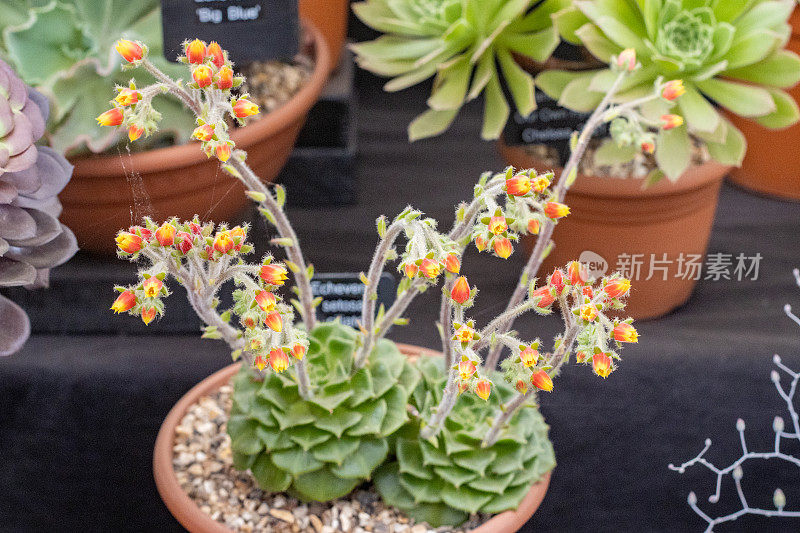 英国伦敦的墨西哥鞭炮(Echeveria setosa)